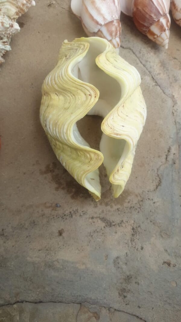 Decorative Seashells - Image 3