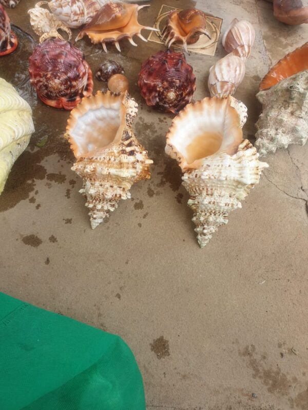 Decorative Seashells